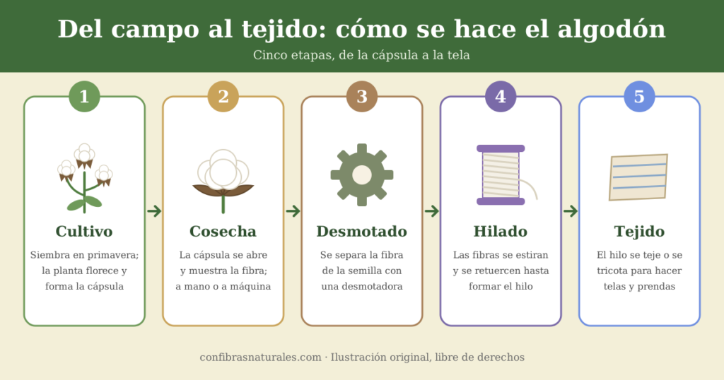 Infografía: cultivo, cosecha, desmotado, hilado y tejido del algodón