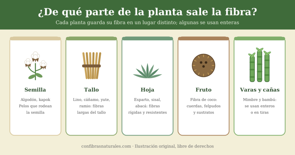 Infografía: la fibra puede salir de la semilla, el tallo, la hoja o el fruto, y algunas plantas se usan en varas o cañas"